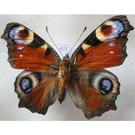 Aglais io (Linnaeus, 1758) Rusałka pawik Czech41f